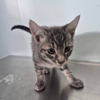 Rescue Domestic Short Hair Cats for Adoption in Clavet, Saskatchewan - Officer | PetCurious