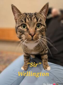 Domestic Short Hair Cats Available for Adoption - Sir Wellington  | PetCurious