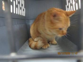 Noodles (666) -  Domestic Short Hair Cat for Adoption in Marietta, Georgia - Noodles (666) | PetCurious