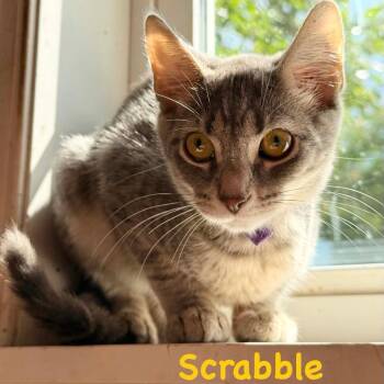 Scrabble -  Domestic Short Hair Cat for Adoption in Woodstock, Virginia - Scrabble | PetCurious