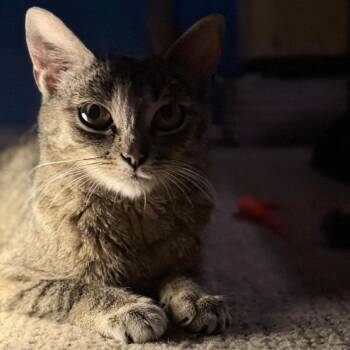 Dairy -  Domestic Short Hair Cat for Adoption in Normal, Illinois - Dairy | PetCurious