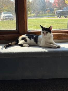 Rescue Domestic Short Hair Cats for Adoption in Mokena, Illinois - Pixel | PetCurious
