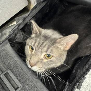 Knox -  Domestic Short Hair Cat for Adoption in Des Moines, Iowa - Knox | PetCurious