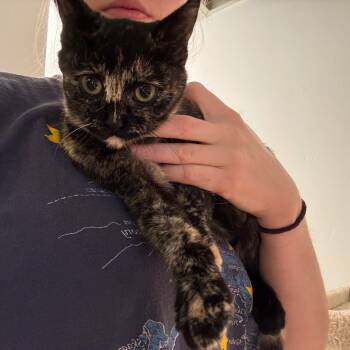 Rescue Domestic Short Hair Cats for Adoption in Buffalo, Minnesota - Slippers | PetCurious