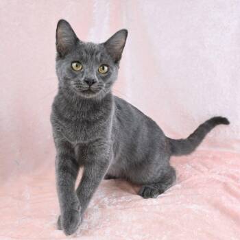 Stanley -  Russian Blue Cat for Adoption in Mobile, Alabama - Stanley | PetCurious