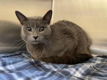 Domestic Short Hair Cats Available for Adoption in Tustin, California - LARK | PetCurious
