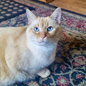 Rescue Siamese Cats for Adoption in Sacramento, California - Seven & Aiden (bonded Pair) | PetCurious