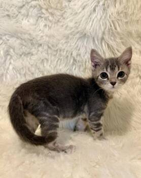 Larry Ann -  Domestic Short Hair Cat for Adoption in Picayune, Mississippi - Larry Ann | PetCurious