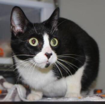 Lil Bit -  Domestic Short Hair Cat for Adoption in Taylorsville, North Carolina - Lil Bit | PetCurious