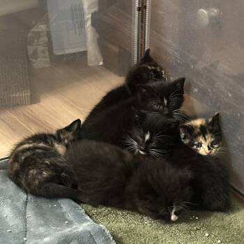 Blossom -  Domestic Short Hair Cat for Adoption - Blossom | PetCurious