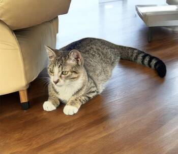 Rescue Domestic Short Hair Cats for Adoption in Royal Palm Beach, Florida - POSSUM | PetCurious