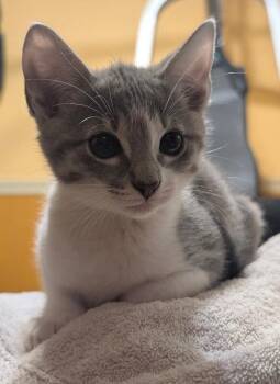 Domestic Short Hair Cats Available for Adoption in Fort Collins, Colorado - Clara Clayton | PetCurious