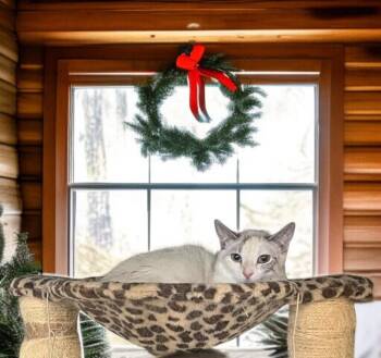 Rescue Siamese and Domestic Short Hair Cats for Adoption in Hillsboro, Texas - Kira — A Tender Little Soul Hoping For A Furr-ever Family | PetCurious