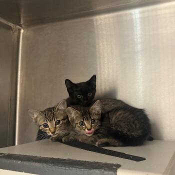 TNR Strange kitten 1 -  Domestic Short Hair Cat for Adoption in Sand Springs, Oklahoma - TNR Strange Kitten 1 | PetCurious