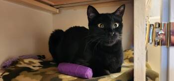 Rescue Domestic Short Hair Cats for Adoption in Conroe, Texas - Midnight (Stephanie’s Litter) | PetCurious