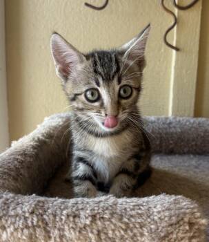 Gigi -  Domestic Short Hair Cat for Adoption in Green Valley, Arizona - Gigi | PetCurious