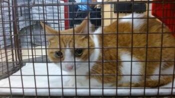 MIA -  Domestic Short Hair Cat for Adoption in Doral, Florida - MIA | PetCurious