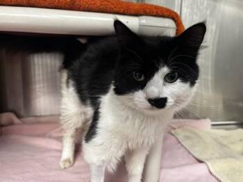 Domestic Short Hair Cats Available for Adoption in Pueblo, Colorado - CASHMERE | PetCurious