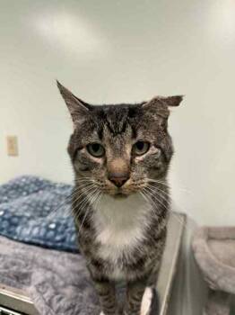 Rescue Domestic Short Hair Cats for Adoption in Batavia, Ohio - Ali | PetCurious