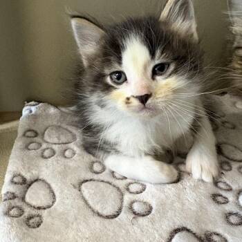Oregano -  Domestic Long Hair Cat for Adoption in Clavet, Saskatchewan - Oregano | PetCurious