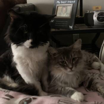 Beebo and Chatty Cathy - Bonded Pair -  Domestic Long Hair Cat for Adoption in Farmington, Minnesota - Beebo And Chatty Cathy - Bonded Pair | PetCurious
