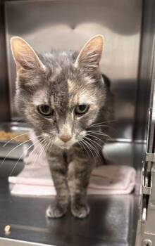 FLURRY -  Domestic Short Hair Cat for Adoption - FLURRY | PetCurious