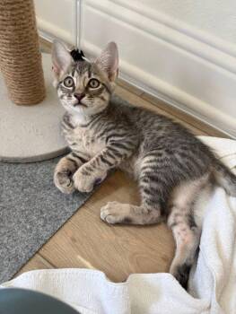 Pablo -  American Shorthair and Domestic Short Hair Cat for Adoption in Richardson, Texas - Pablo | PetCurious