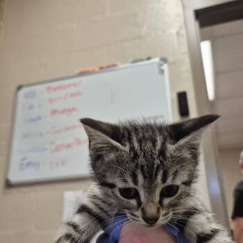 Joelle -  Domestic Short Hair Cat Available for Adoption in Birmingham, Alabama - Joelle | PetCurious