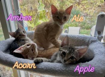 Rescue Domestic Short Hair Cats for Adoption in Calverton, Maryland - Amber | PetCurious