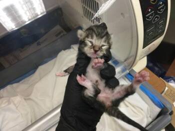 A1926534 -  Domestic Short Hair Cat for Adoption in Thousand Palms, California - A1926534 | PetCurious