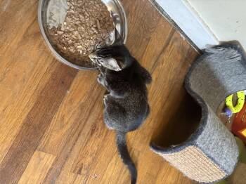 Hoity -  Domestic Short Hair Cat for Adoption in Bethel Park, Pennsylvania - Hoity | PetCurious