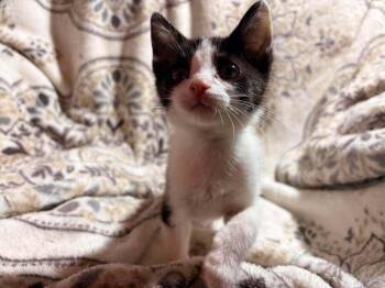 Tutter -  Domestic Short Hair Cat for Adoption in South Bend, Indiana - Tutter | PetCurious