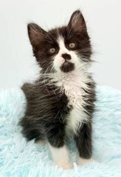 Billy Mays -  Ragdoll Cat for Adoption in Covington, Louisiana - Billy Mays | PetCurious
