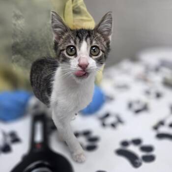Mongo -  Domestic Short Hair Cat for Adoption in Incline Village, Nevada - Mongo | PetCurious