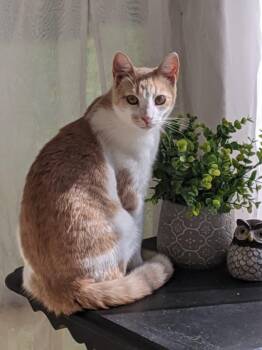 Nibbles -  Domestic Short Hair Cat for Adoption in Spencer, New York - Nibbles | PetCurious