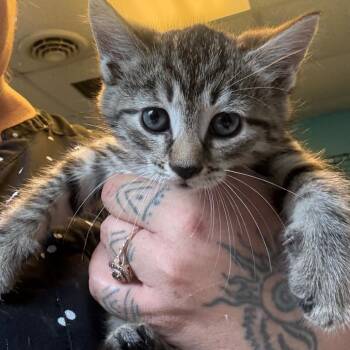 Bikini -  Domestic Short Hair Cat for Adoption in Pennsville Township, New Jersey - Bikini | PetCurious