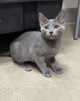 Birdie - Riley Fuzzel Petsmart -  Russian Blue Cat for Adoption in Spring, Texas - Birdie - Riley Fuzzel Petsmart | PetCurious