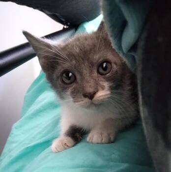 Officer Hightower -  Domestic Short Hair Cat for Adoption in Nashville, Tennessee - Officer Hightower | PetCurious