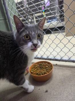 Thumper -  Domestic Short Hair Cat for Adoption in New Cumberland, West Virginia - Thumper | PetCurious