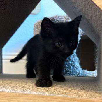 Adriana -  Domestic Short Hair Cat Available for Adoption in Lewisville, Texas - Adriana | PetCurious