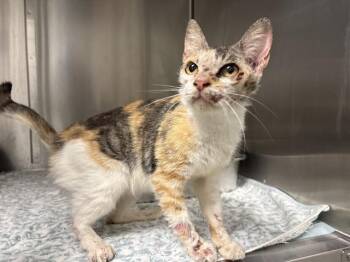 A011023 -  Domestic Short Hair Cat for Adoption in Ontario, California - A011023 | PetCurious
