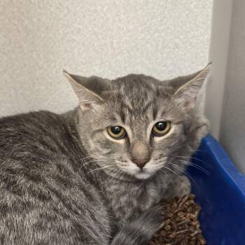 -Bruiser -  Tabby and Domestic Short Hair Cat for Adoption in Red Bluff, California - -Bruiser | PetCurious