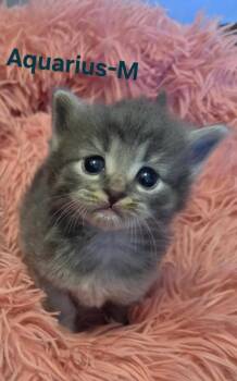 Domestic Medium Hair Cats Available for Adoption in New Bern, North Carolina - AQUARIUS Kitten (m) | PetCurious