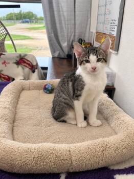 Uno -  Domestic Short Hair Cat for Adoption in Manhattan, Kansas - Uno | PetCurious