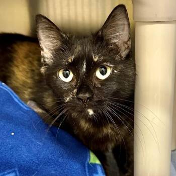 Domestic Short Hair Cats Available for Adoption in Walnut Creek, California - Purple Rain | PetCurious