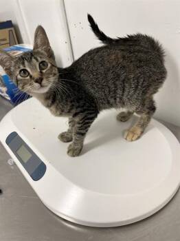 CLEOPATRA -  Domestic Short Hair Cat for Adoption in Killeen, Texas - CLEOPATRA | PetCurious