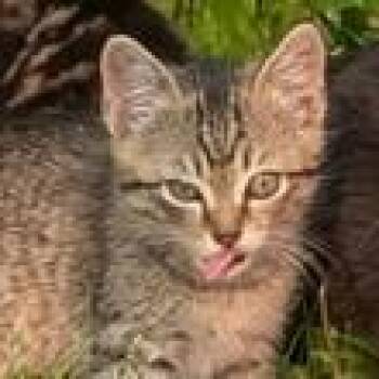 Kalyna Drive 3 -  Domestic Short Hair Cat for Adoption in Chilliwack, British Columbia - Kalyna Drive 3 | PetCurious