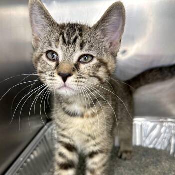 Shack -  Domestic Short Hair Cat for Adoption in Matteson, Illinois - Shack | PetCurious