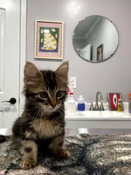 Georgie -  Domestic Long Hair Cat for Adoption in Mobile, Alabama - Georgie | PetCurious
