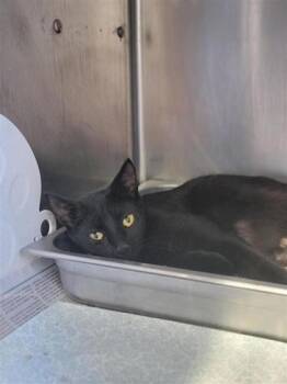 Domestic Short Hair Cats Available for Adoption in Largo, Florida - Poetry | PetCurious